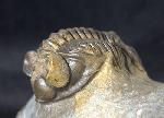 Coltraneia oufatensis MORZADEC 2001 - Bild © FossNet FossilienStore